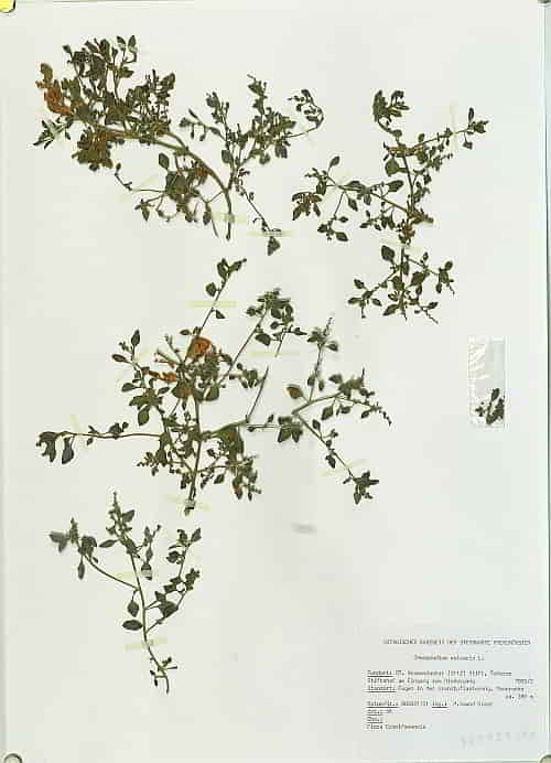 Chenopodium vulvaria