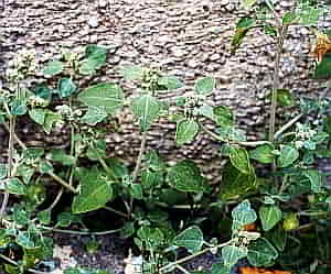 Chenopodium vulvaria